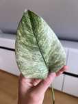 Monstera Jungle Mint