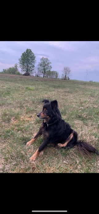 HOŁEK   13-letni szuka domu!