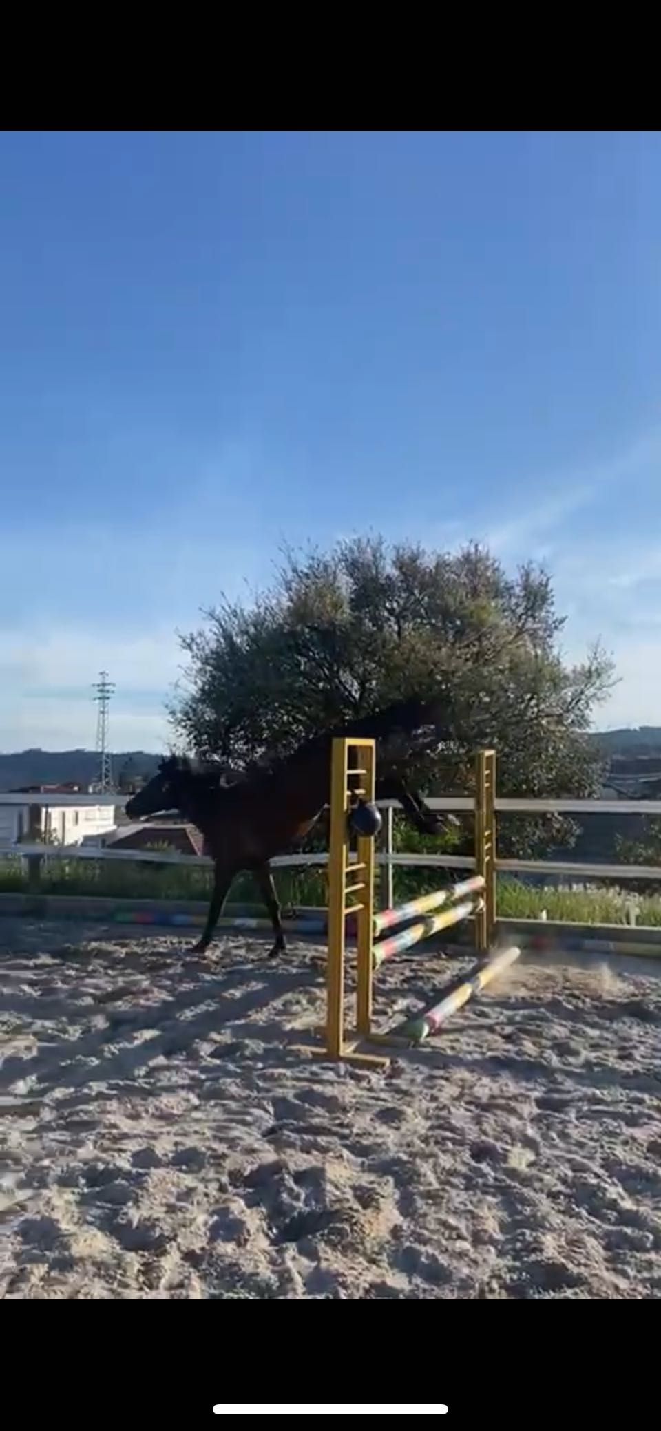 Poldro Zangersheide