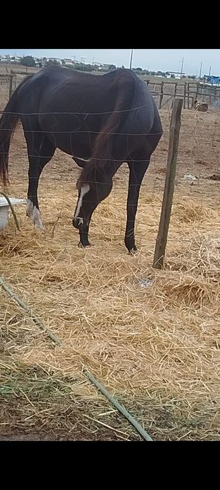 Égua preta com 8 anos