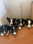Adotase sem pedigree filhotes