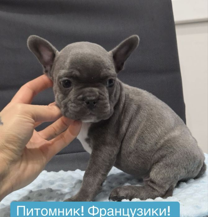Питомник! Мини франузики голубого окраса