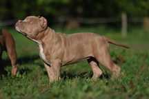 American bully suczka przekochana !