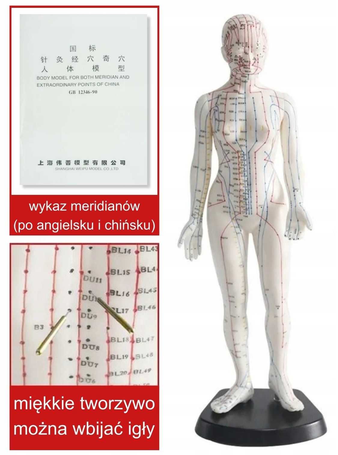 Model kobiety 48 cm - do akupunktury