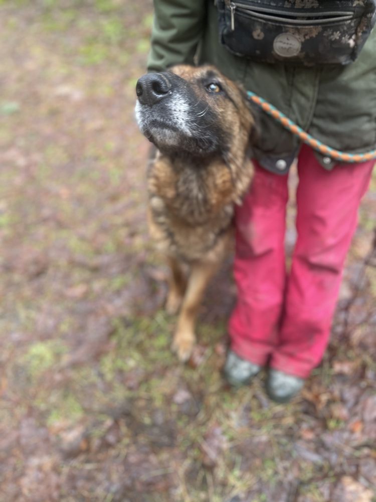 Cudowna sunia poleca się do adopcji!