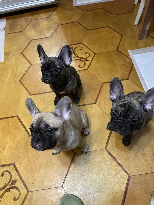 Французький бульдог