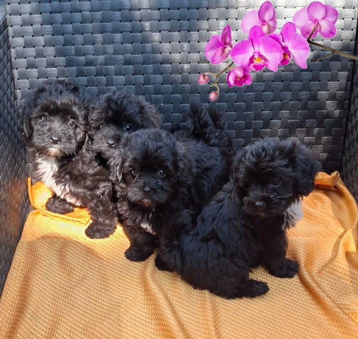 мініатюрні цуценята Мальтипу baby face очікують в Києві