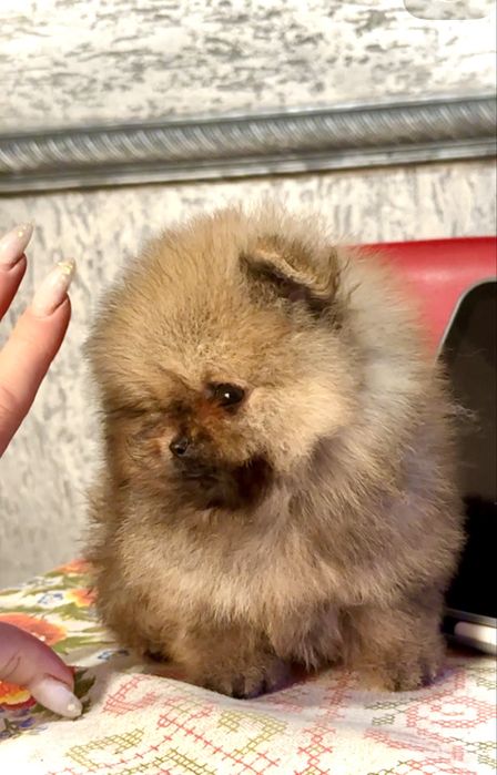 Мікро щпиц -єксклюзів