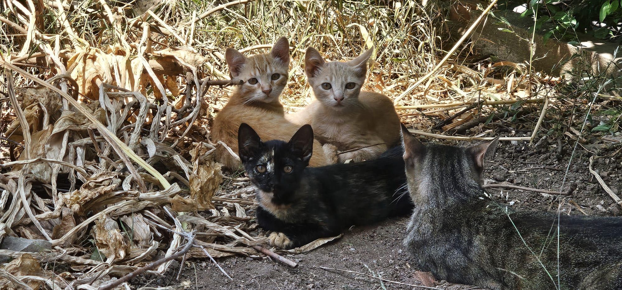 Gatinhos para adoção