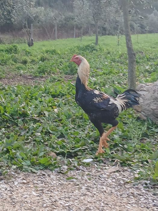 Indio gigante brasileiro  apartir 3 meses