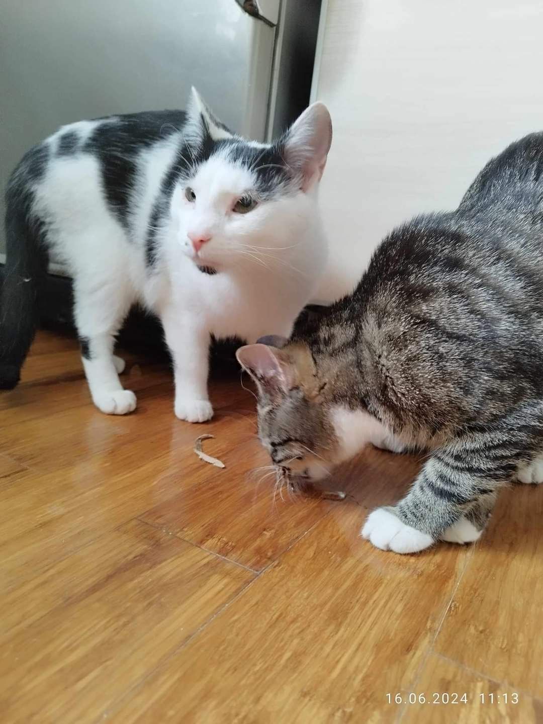 Młode koty kociaki do adopcji!