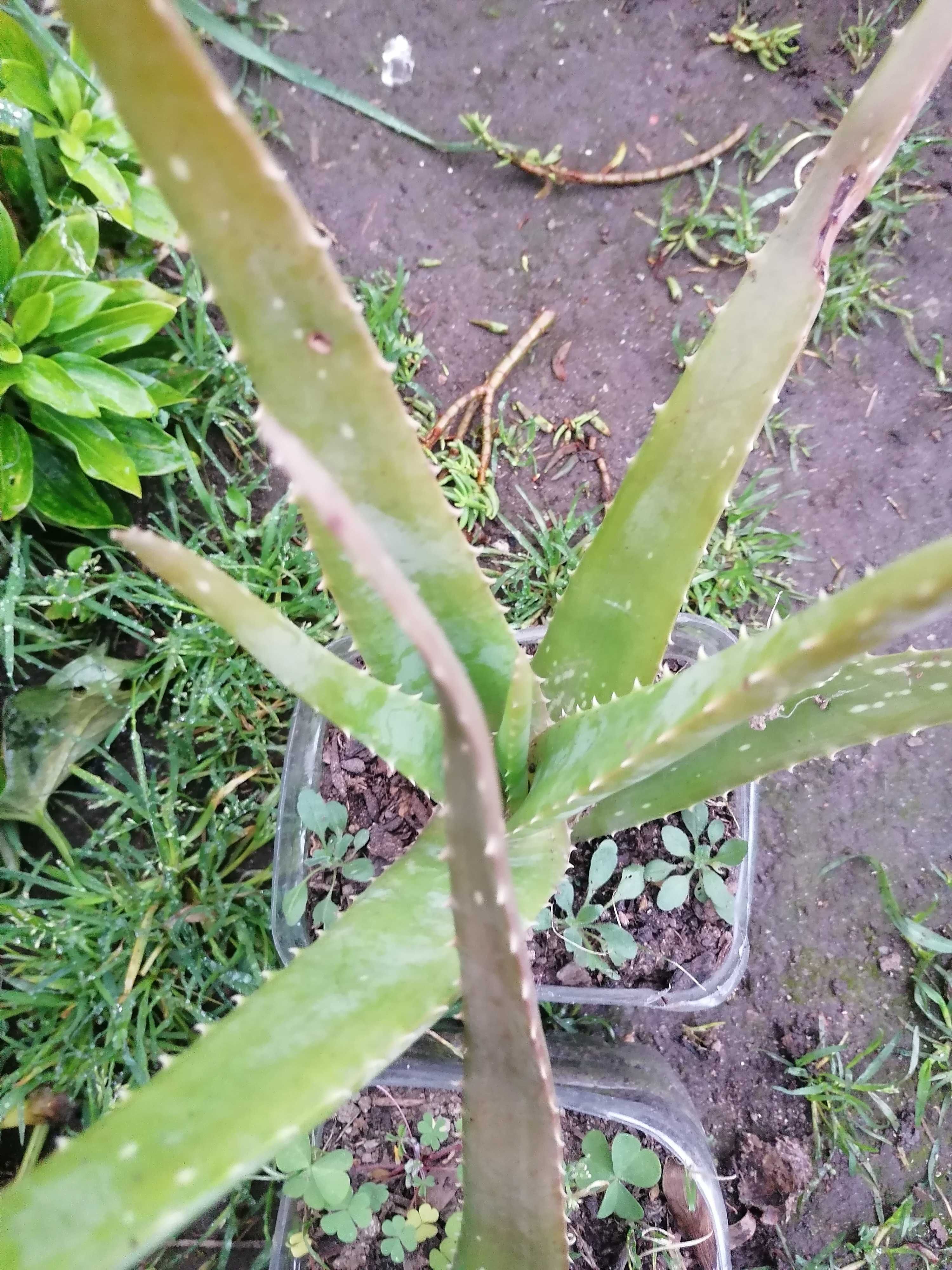 Suculentas aloe vera