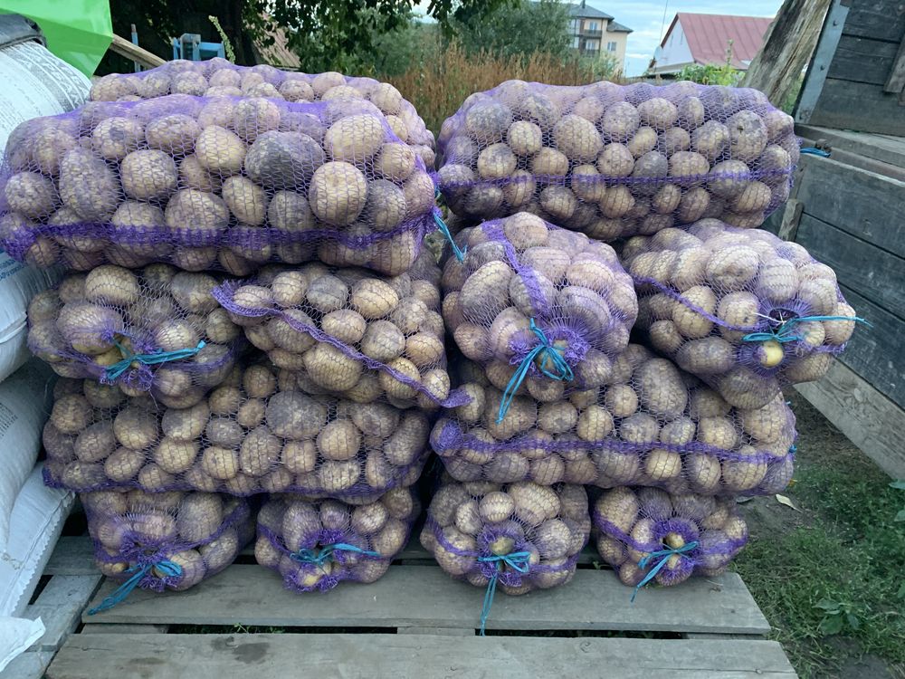 Картопля Рівʼєра