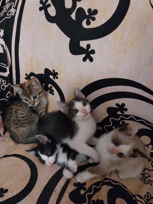 Gatinhos para adoção responsável