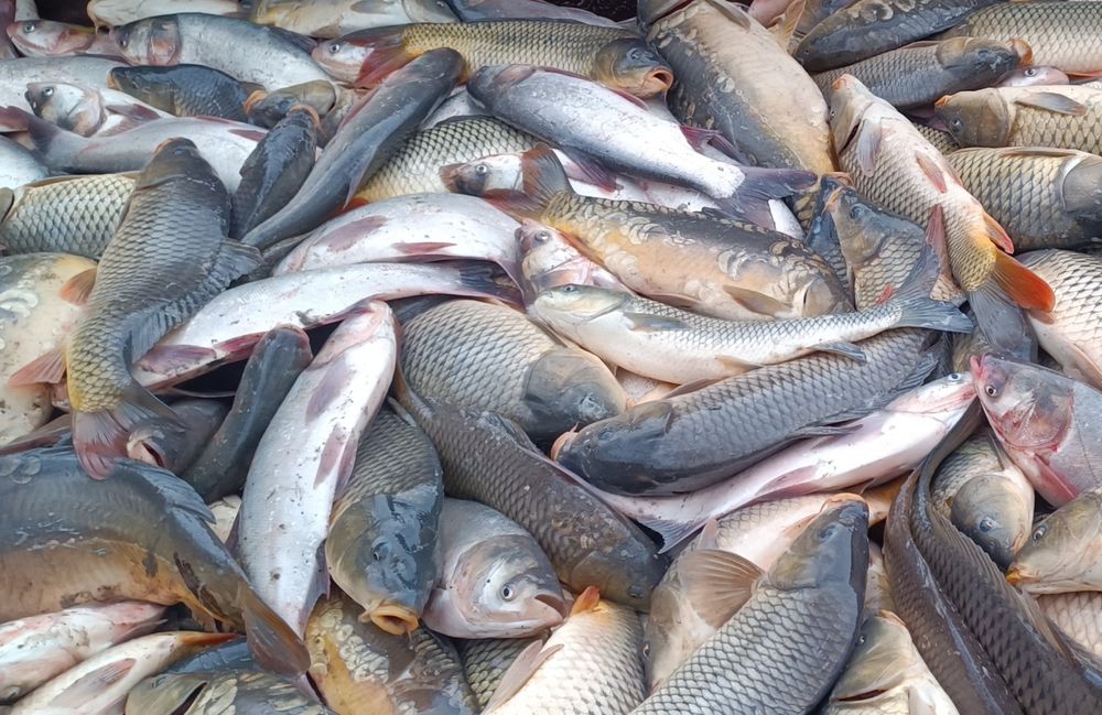 Жива риба короп, карась, товстолоб