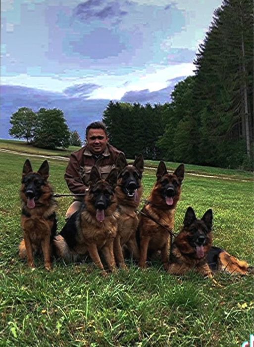 Німецькі Вівчарки