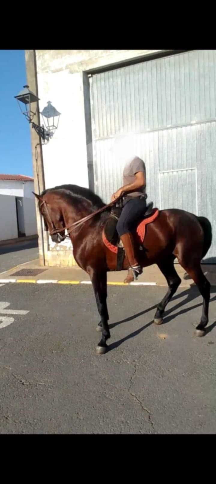 Vendo cavalo castanho com 5 anos