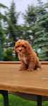 Rodowodowe Szczenięta Cavapoo  • GOTOWE DO ODBIORU •