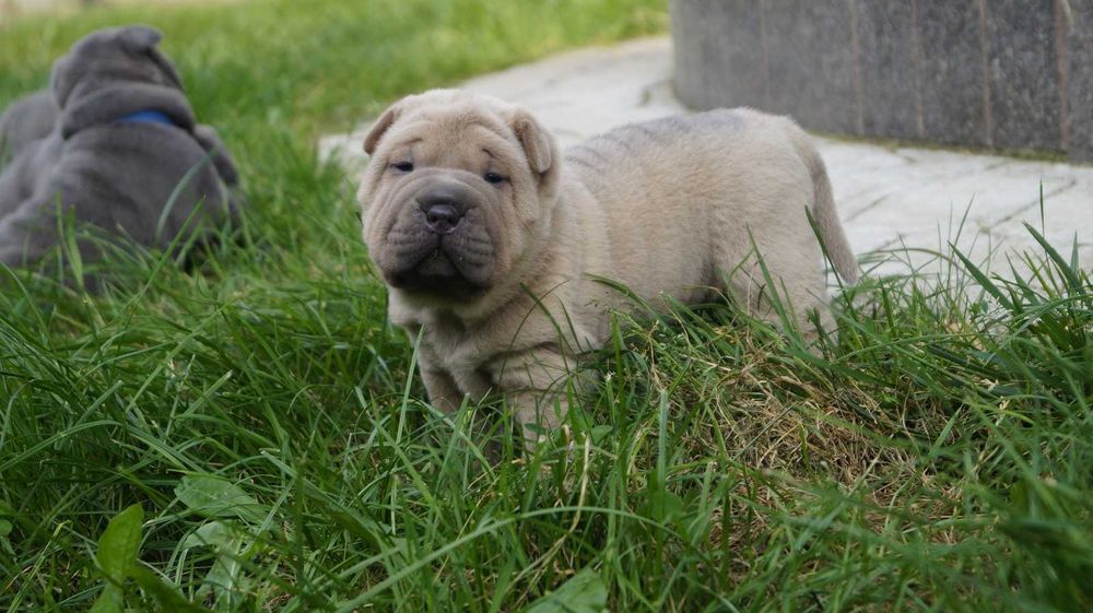 Szczeniak Shar pei z rodowodem. Samiec