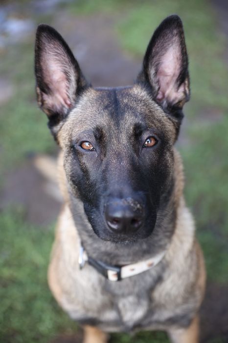 Owczarek belgijski oddam