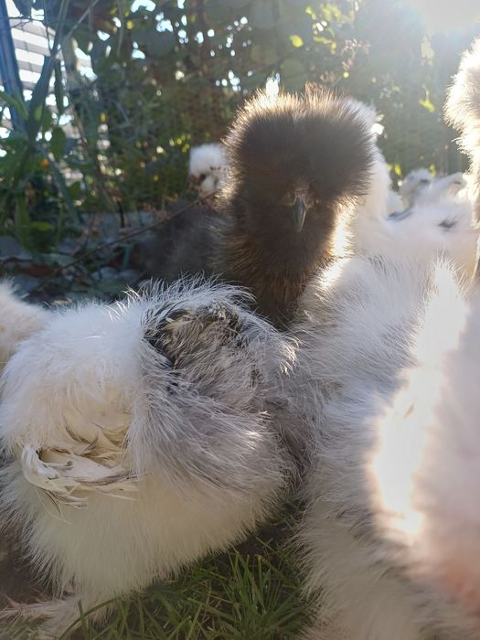 Koguciki silki jedwabiste