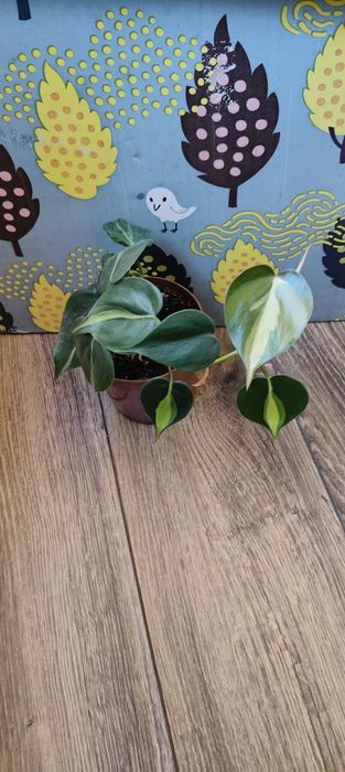 Філодендрон Бразіл