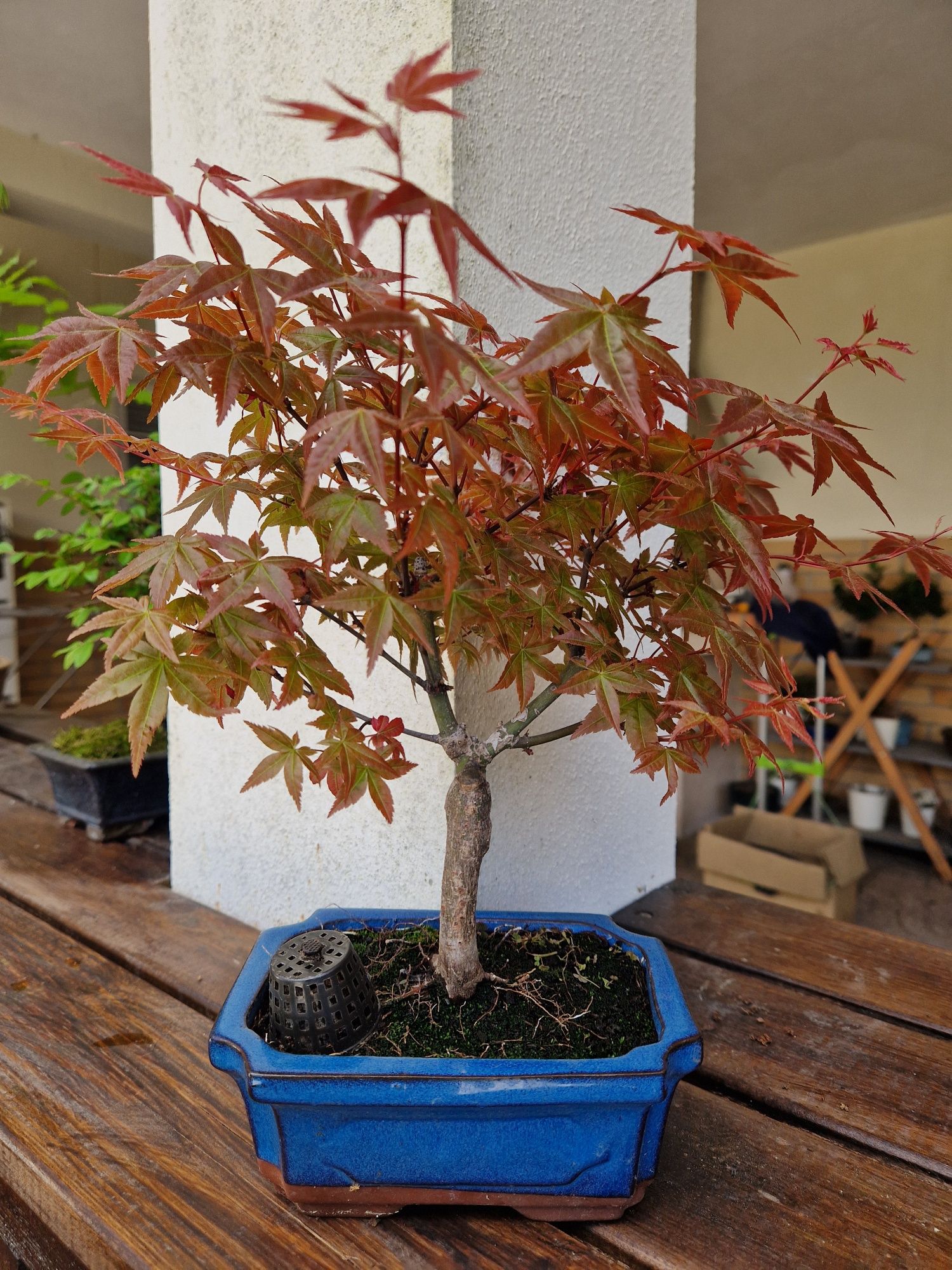 Bonsai Acer Palmatum Deshojo