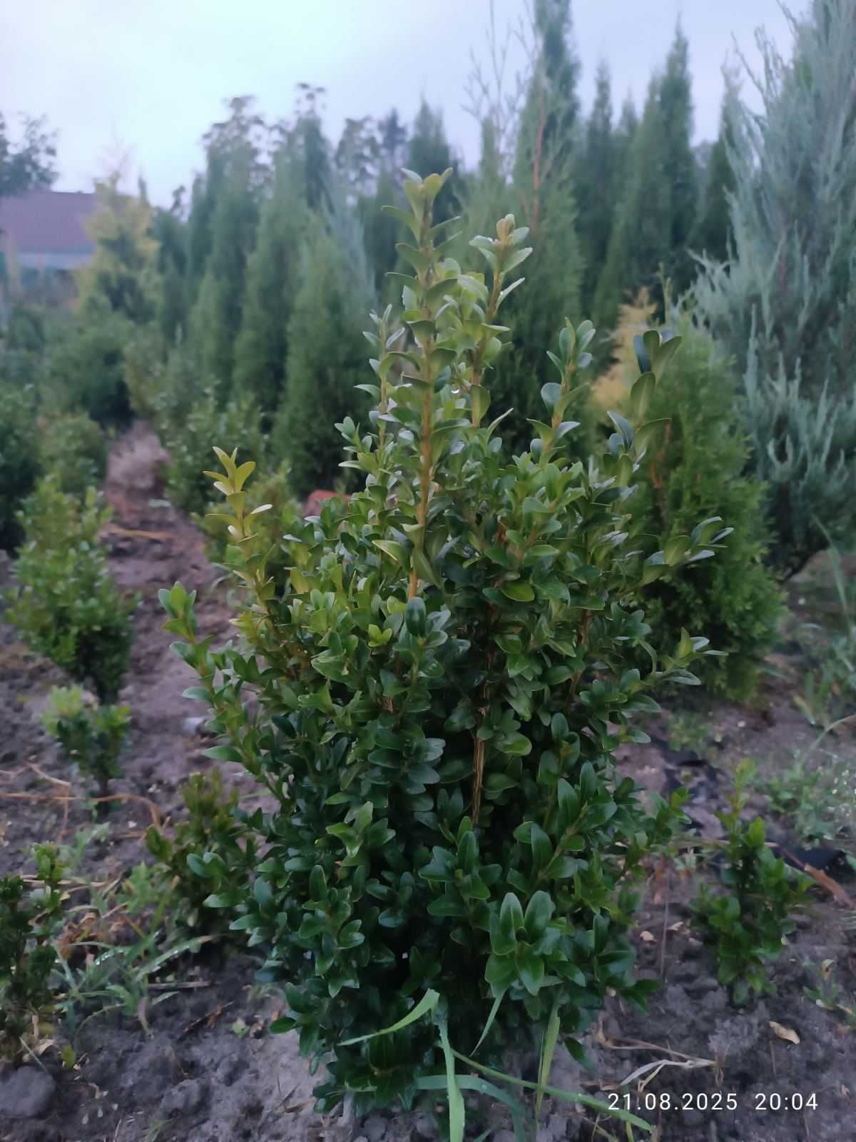 Самшит вічнозелений
