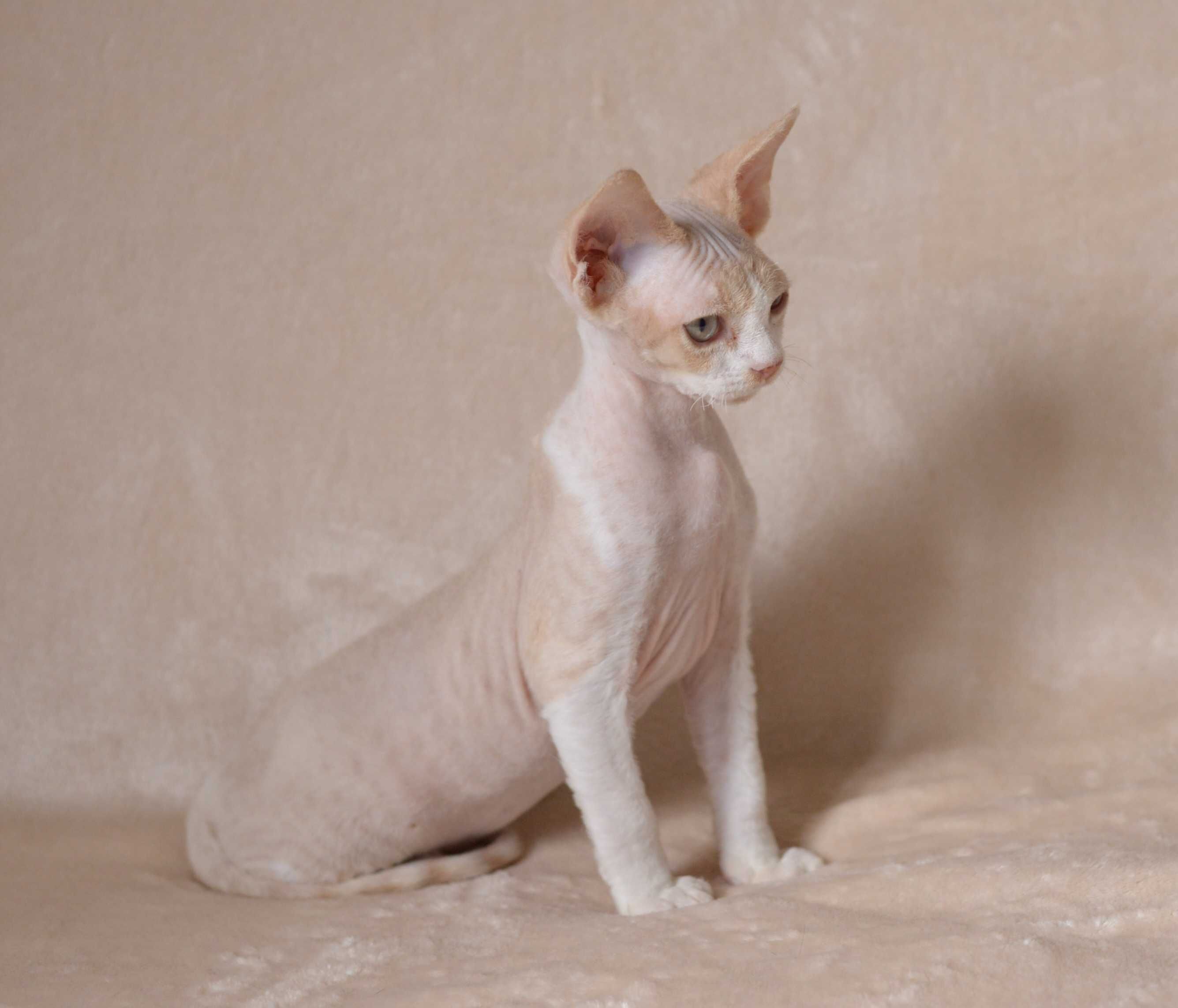 Devon rex Kremowy kocurek z bielą FPL