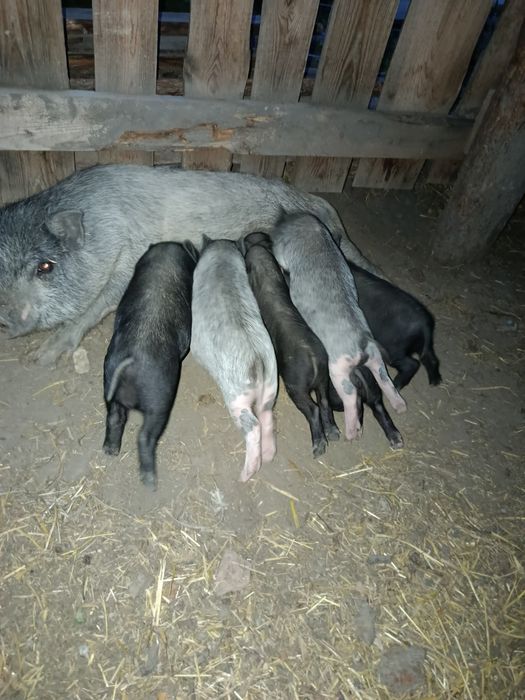 Міні-піг вес 1 кг возраст месяц. Маленькі поросята