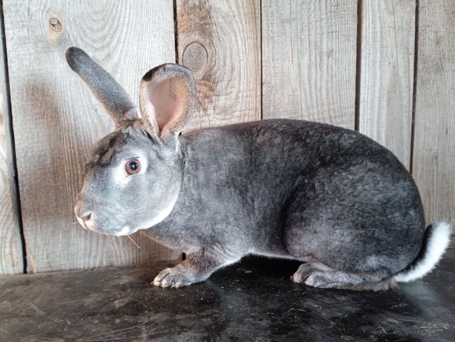 Rex szynszylowy, samiec