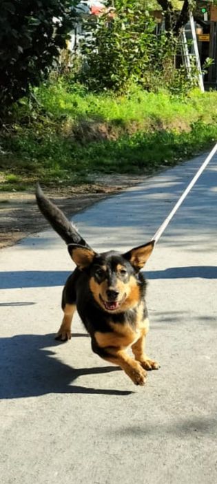 Korgi mix 2 letni Frugo, adopcja za darmo oddam