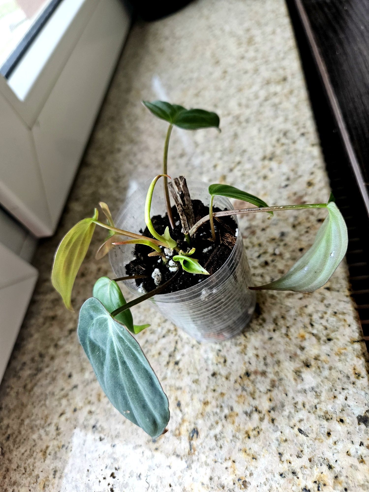 Philodendron micans gęsta sadzonka