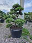 Bonsai sosna norks type