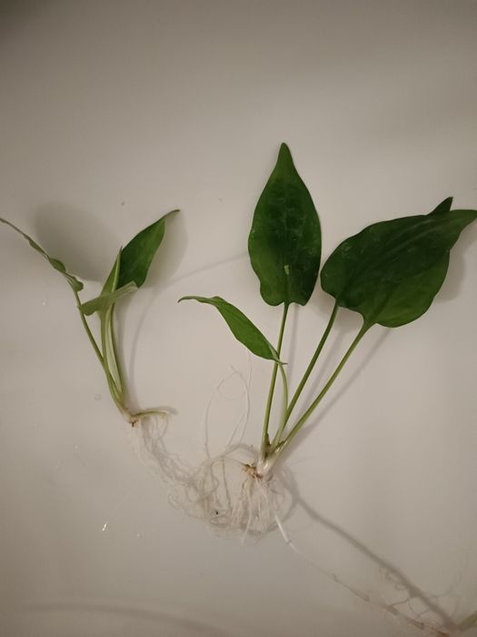 Kryptokoryna pontederiifolia, zwartka