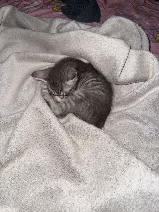 Віддам котика хлопчика