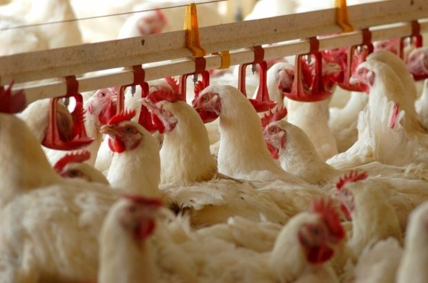 Kury nioski Leghorn już Z Jajkiem zapewniamy transport Psary