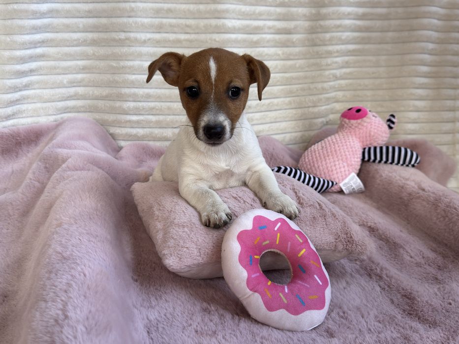 Jack Russell Terrier - sunia gotowa do odbioru