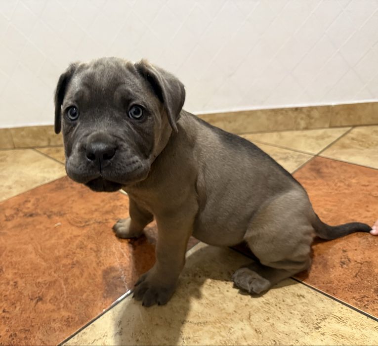 Suczka cane corso z rodowodem fermentino