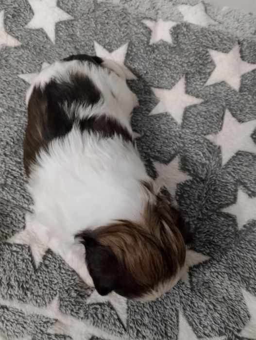 Piesek Shih-Tzu - Chłopczyk do rezerwacji