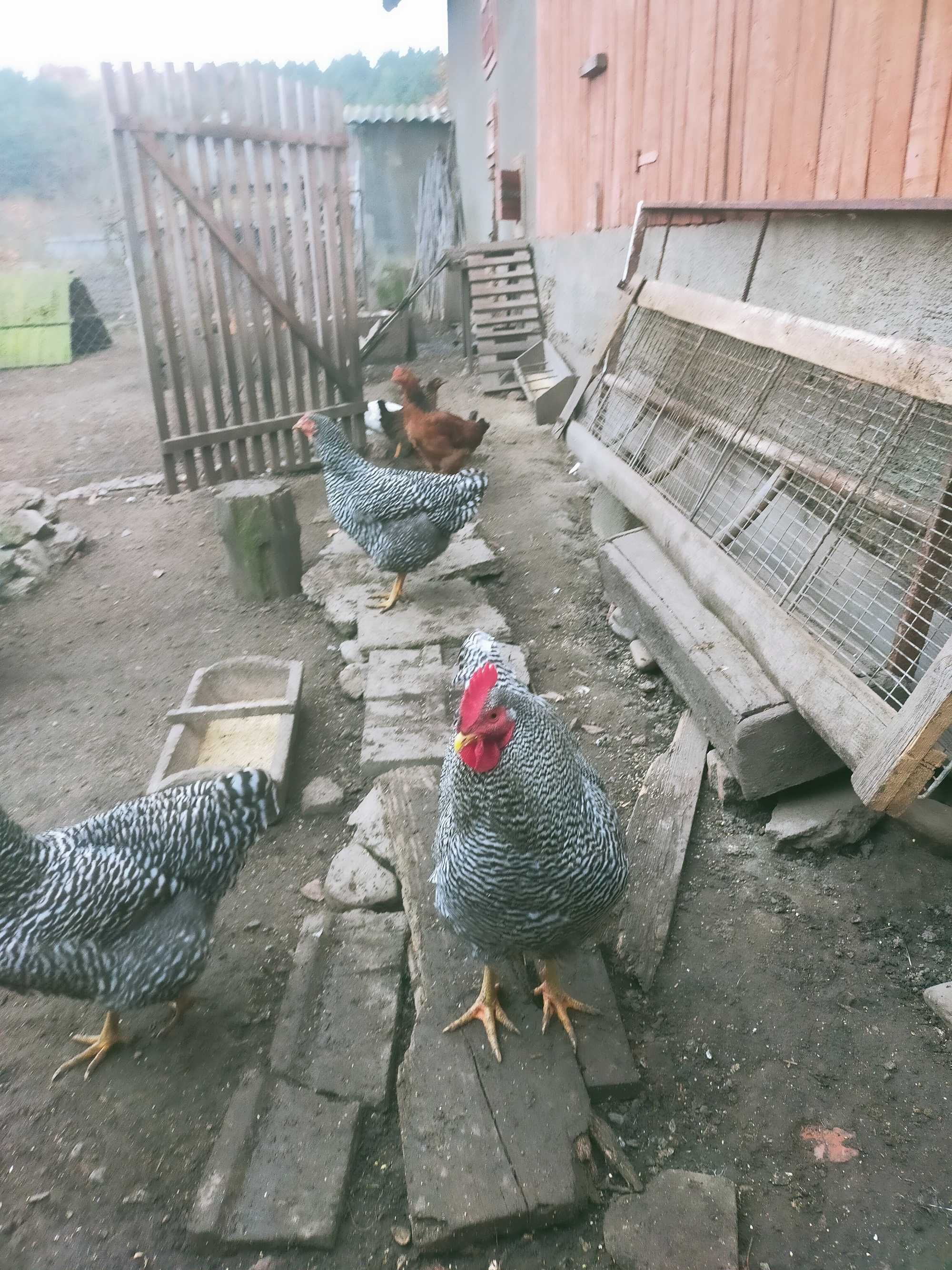 Продаю петух на племя (Амрокс)