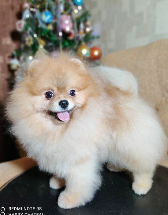 Померанский шпиц приглашает на Вязку