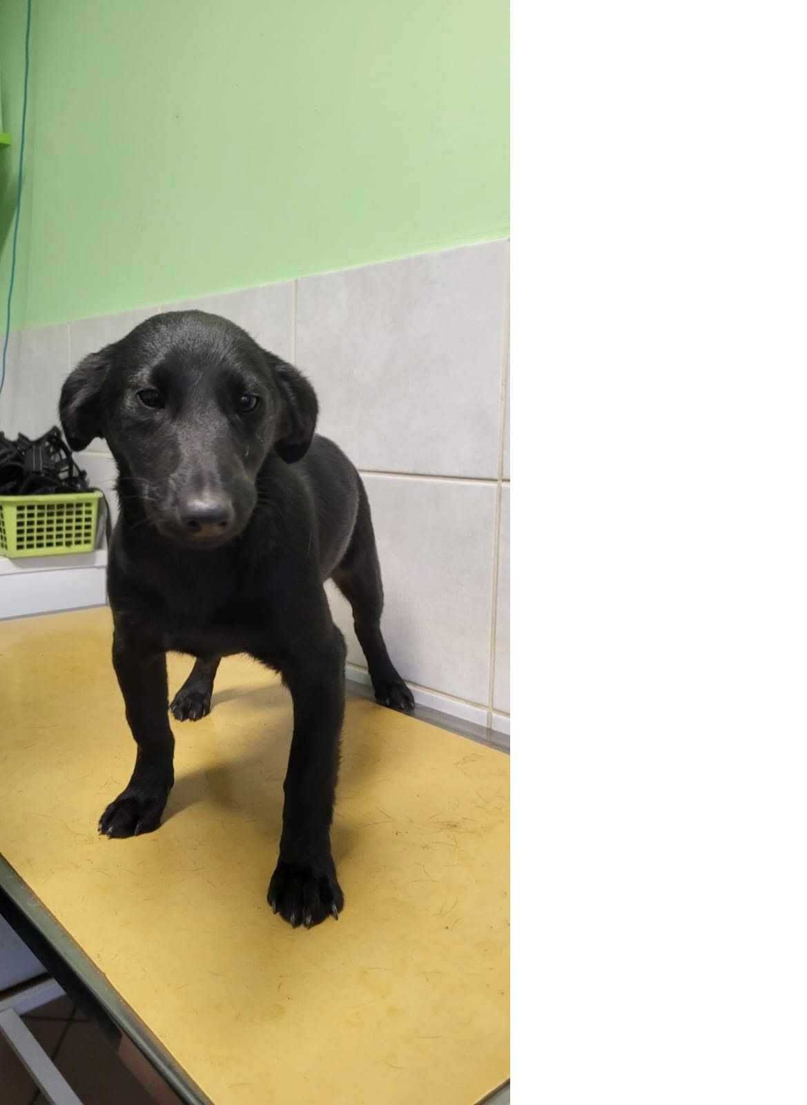 super pieski do adopcji