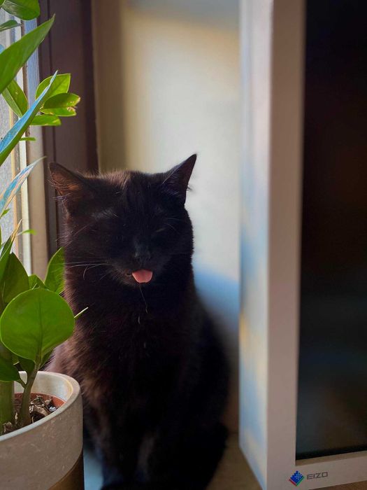 Dzidka szuka domu! Fundacja "Stawiamy na Łapy"