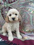 Maltipoo f1b ( maltańczyk pudel hybryda) GOTOWY DO ODBIORUpiesek samie