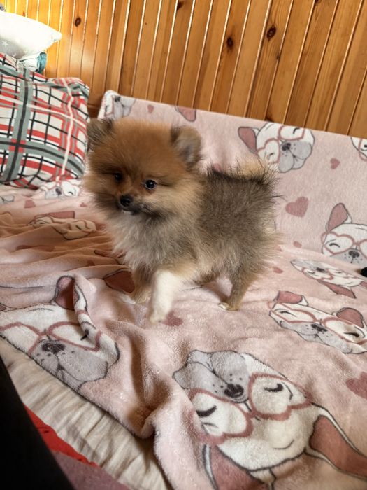Szpic miniaturowy pomeranian