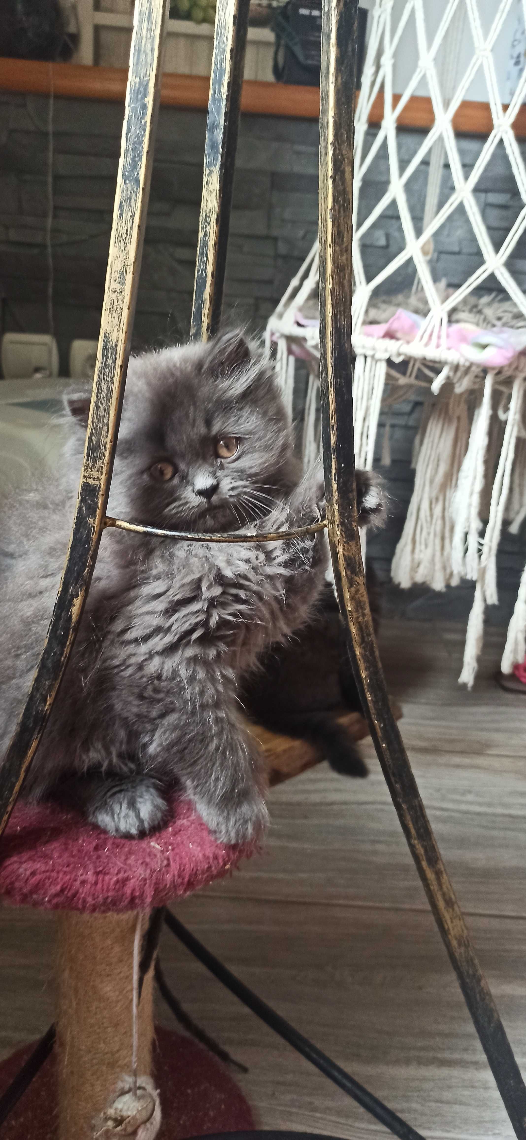 Kot perski kocorek