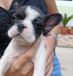 Bulldog Francês macho