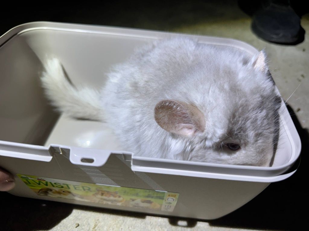 Szynszyl chinchilla beżowy Angora samica młoda