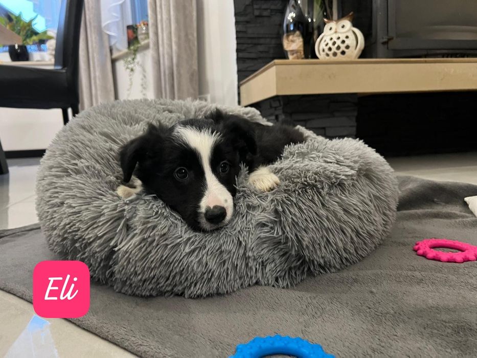 Suczka Border Collie